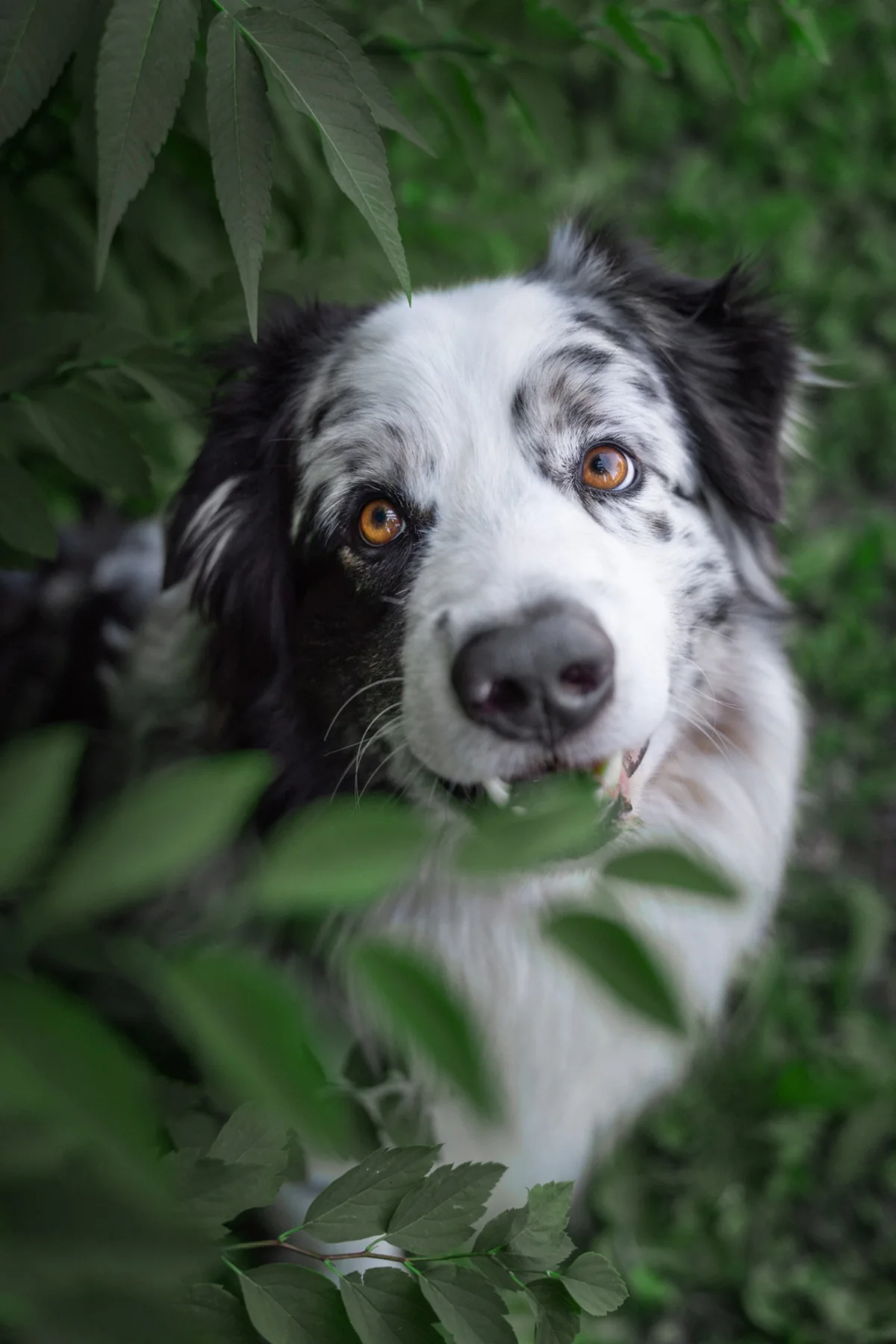 Australian Shepherd Mico zwischen grünen Blättern