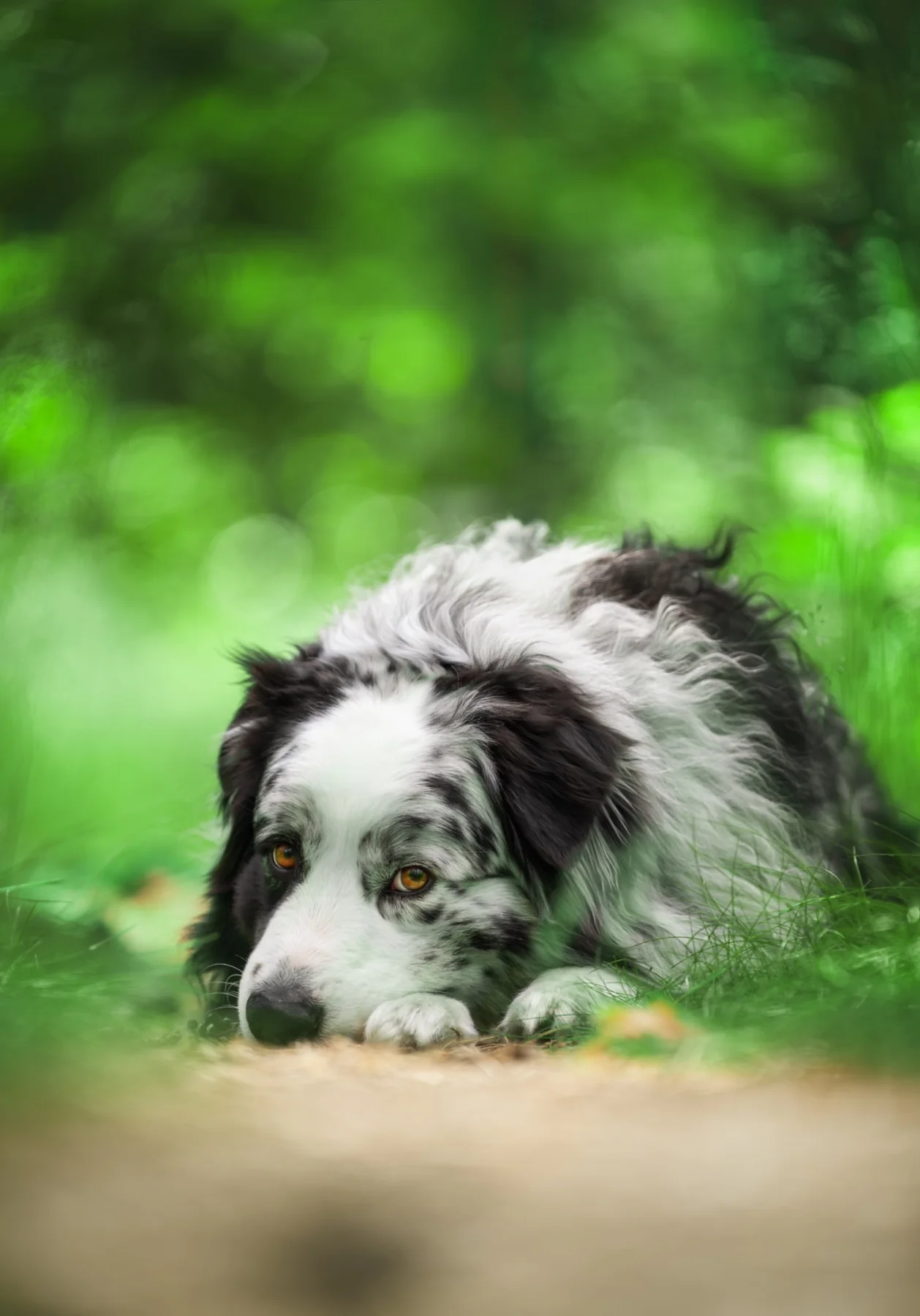 Australian Shepherd aufmerksam in einem grünen Wald