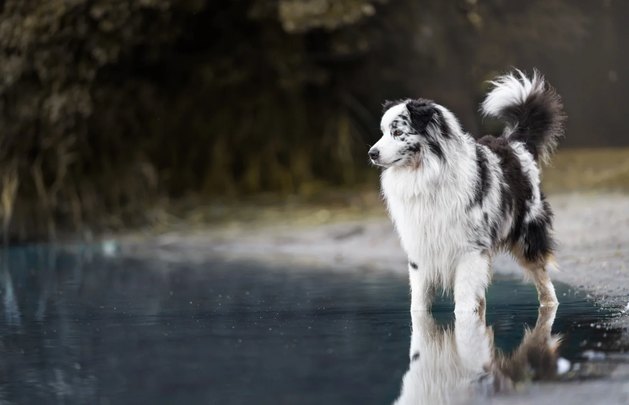 Australian Shepherd Mico am frühen Morgen am See in Alt-Ruppin
