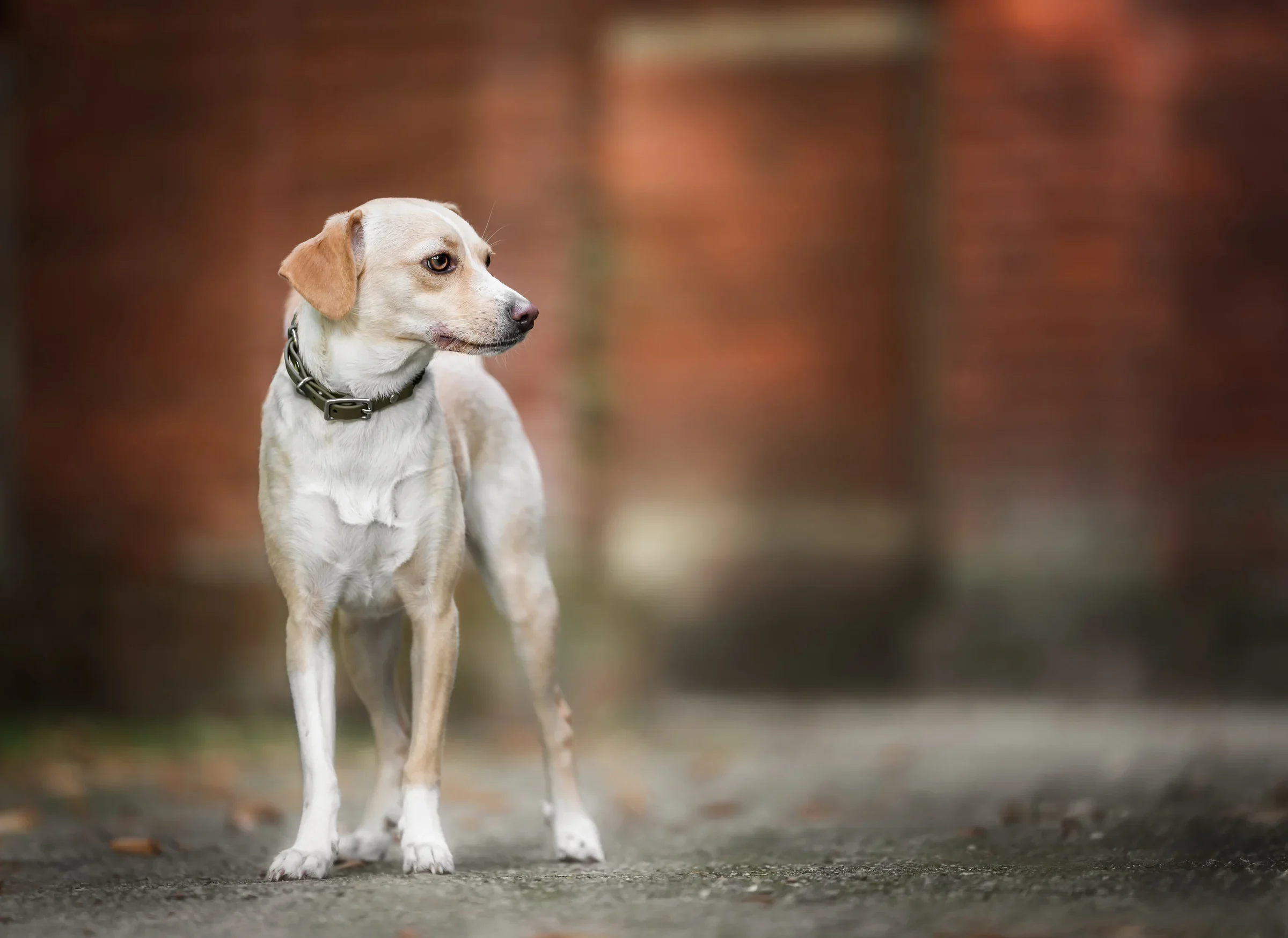 Heller Hund in einer städtischen Umgebung