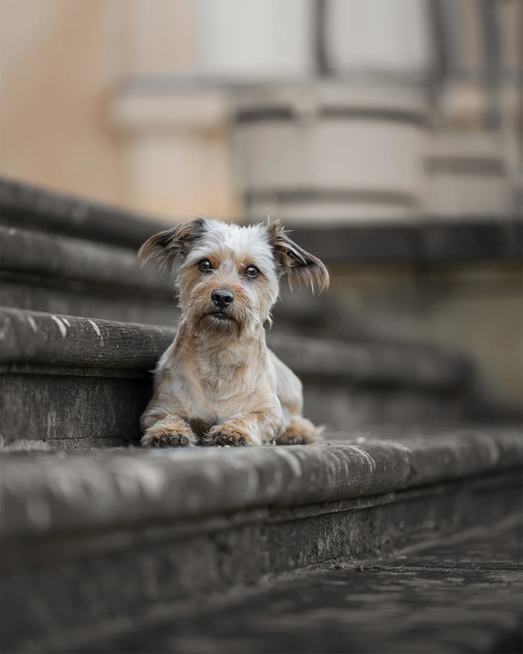 Kleiner Hund entspannt auf einer Steintreppe in Rheinsberg