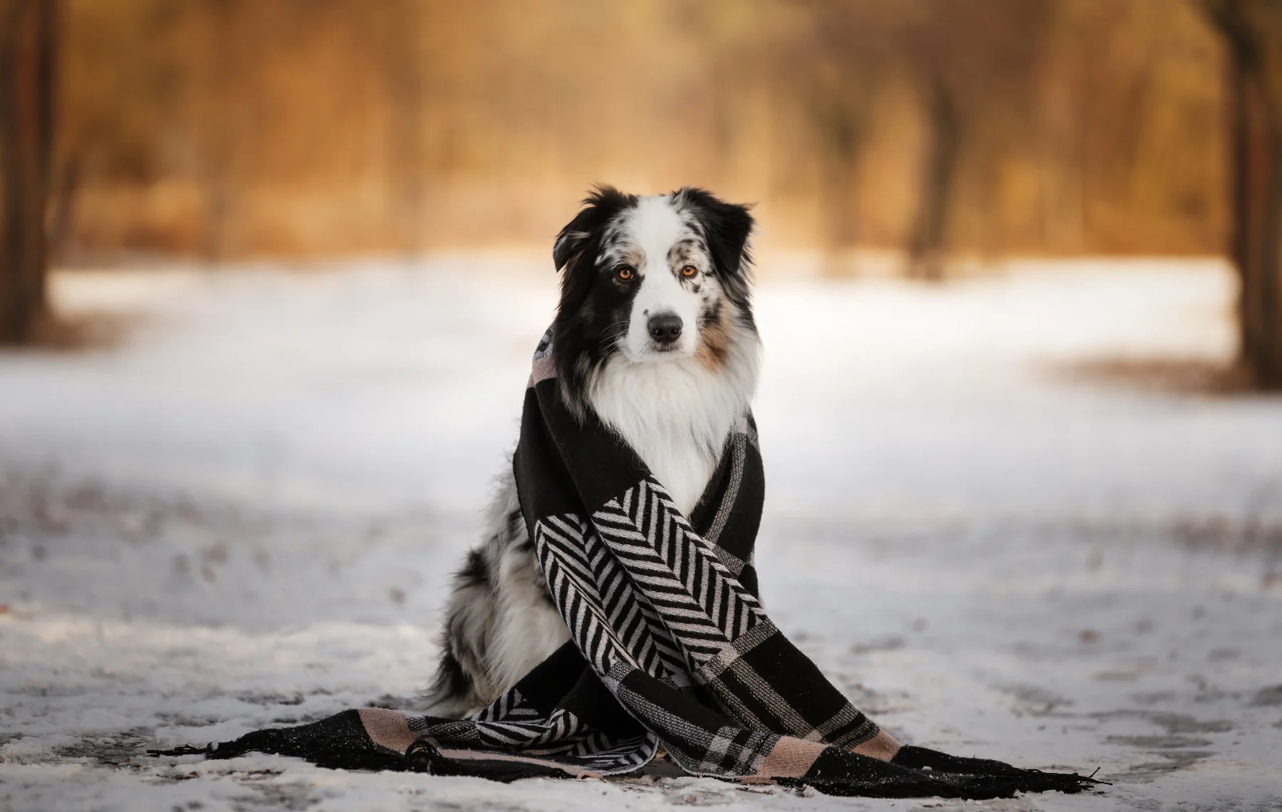 Australian Shepherd im Schnee mit einem warmen Schal