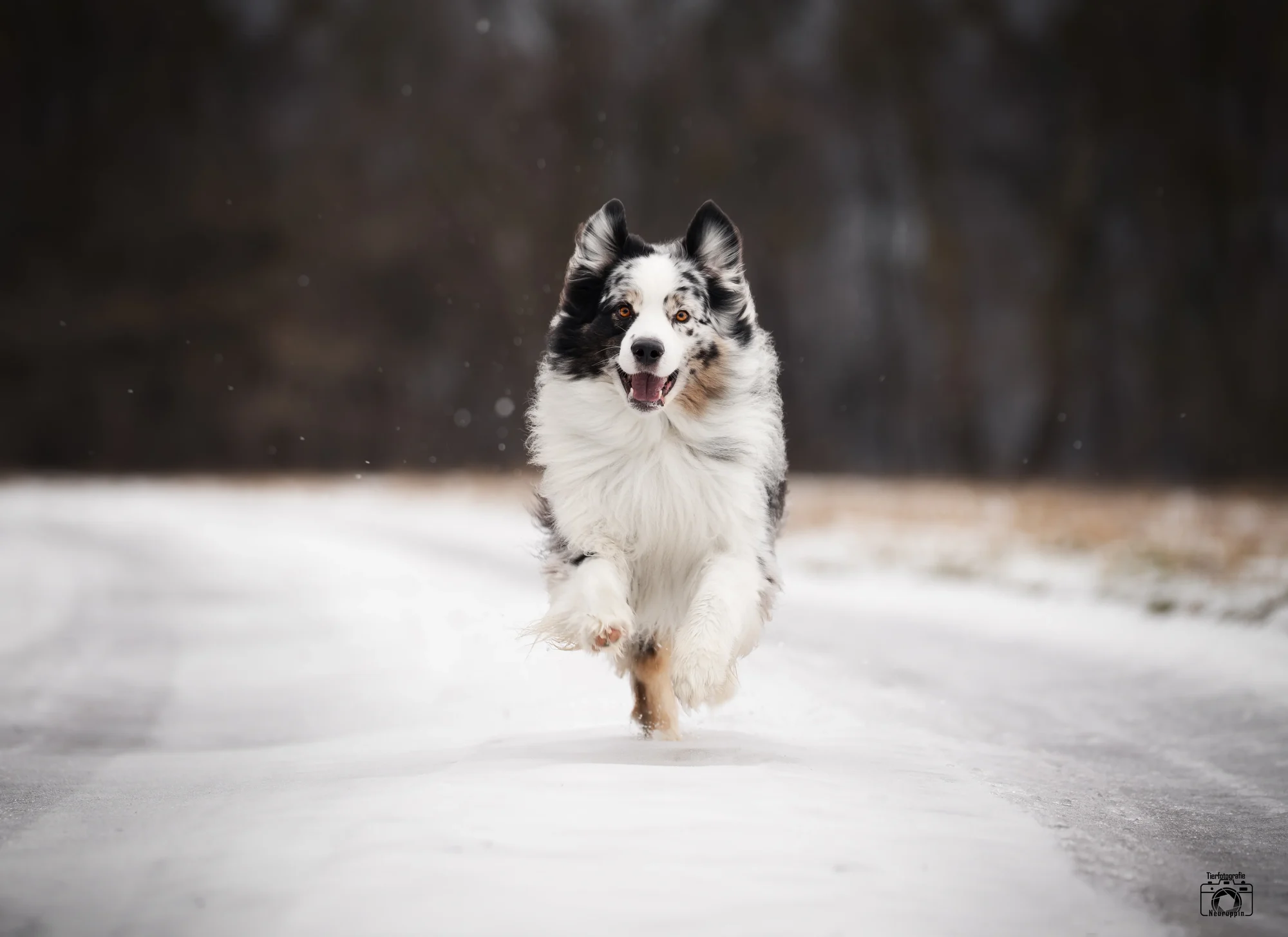 Australian Shepherd beim laufen im Schnee fotografiert