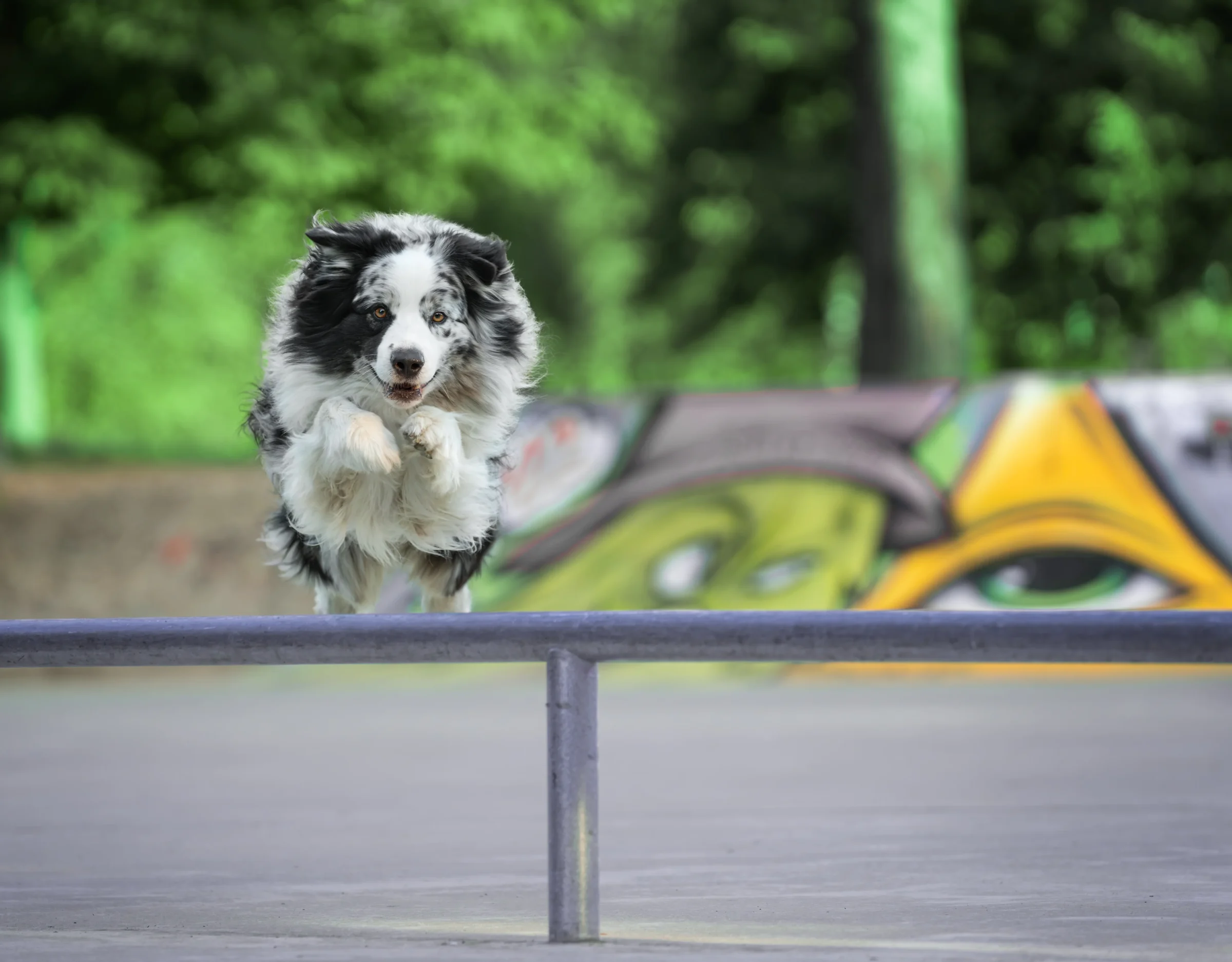 Australian Shepherd Mico mit einem Hindernis-Sprung auf dem Skaterpark in Neuruppin