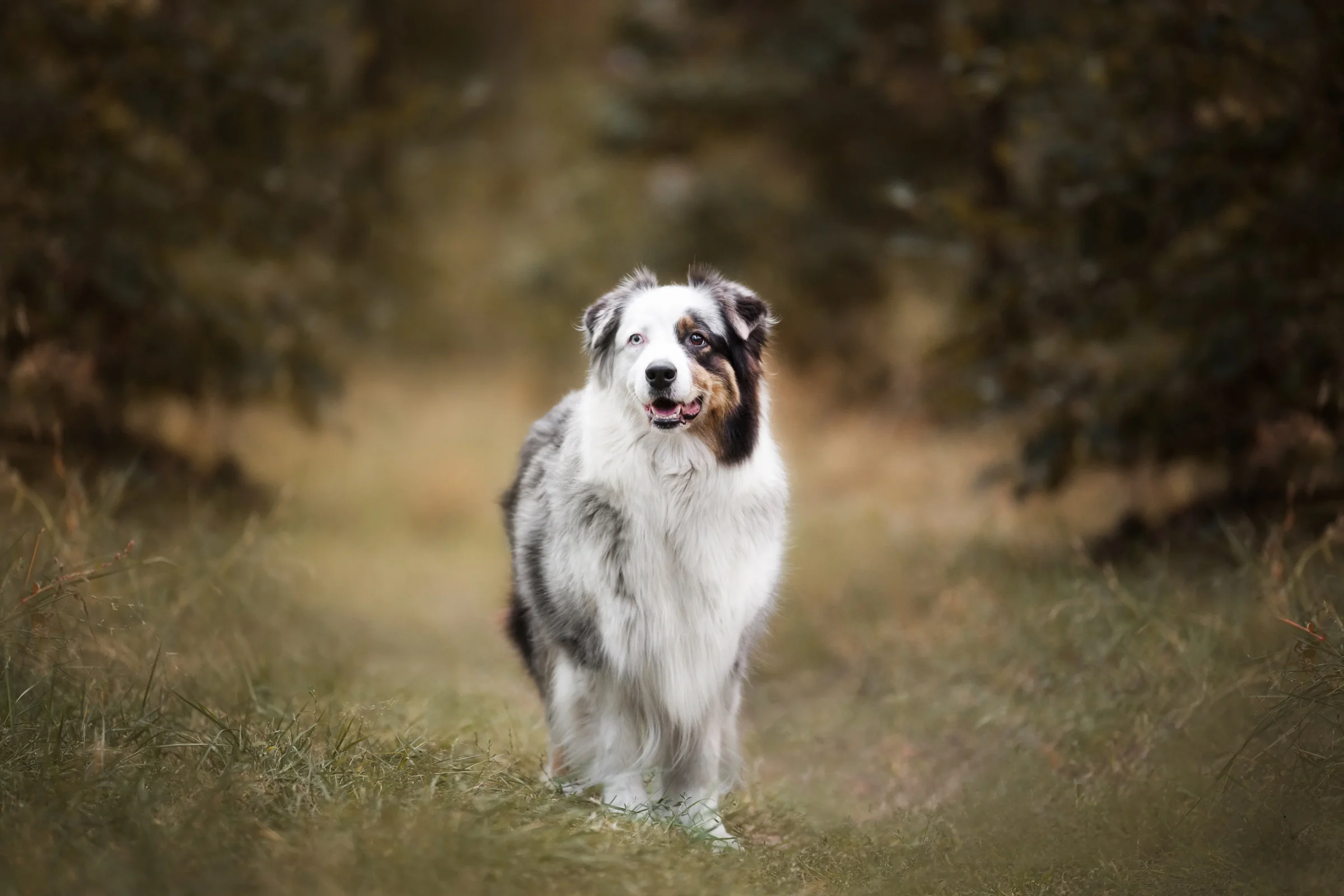 Australian Shepherd auf einem Waldweg bei einem natürlichen Hundefotoshooting in Neuruppin