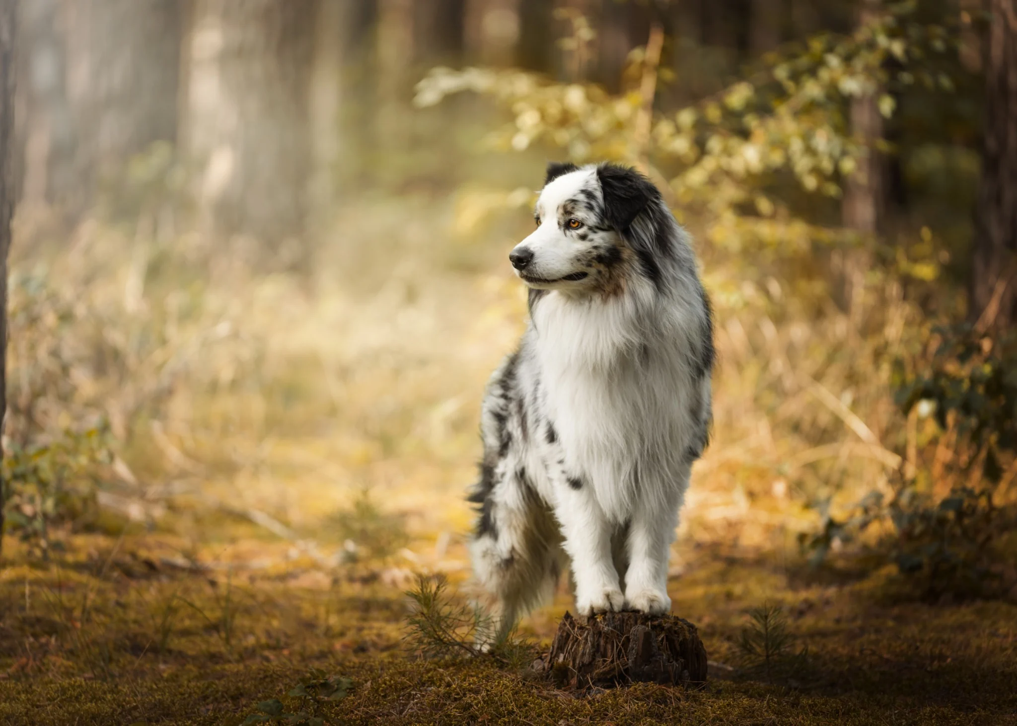 Australian Shepherd im warmen Waldlicht auf einem Baumstumpf